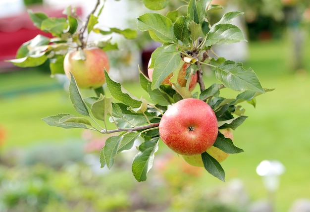 Free photo apples on a treee