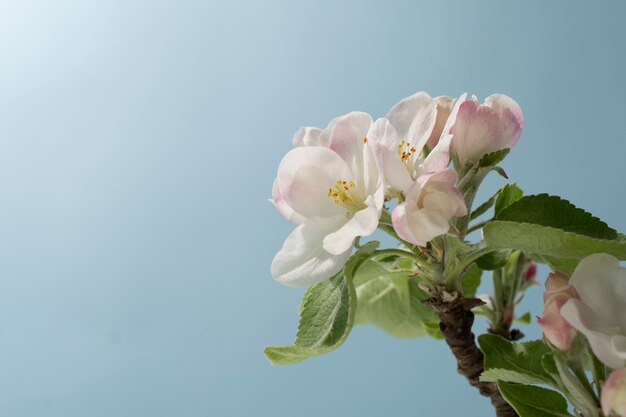 Apricot blossom flower in the sky