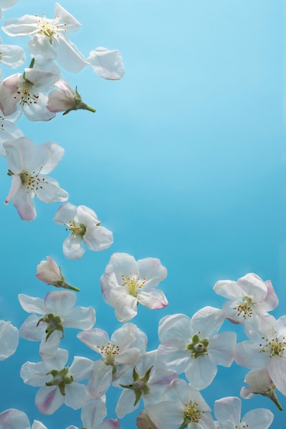 Apricot blossom flower in the sky