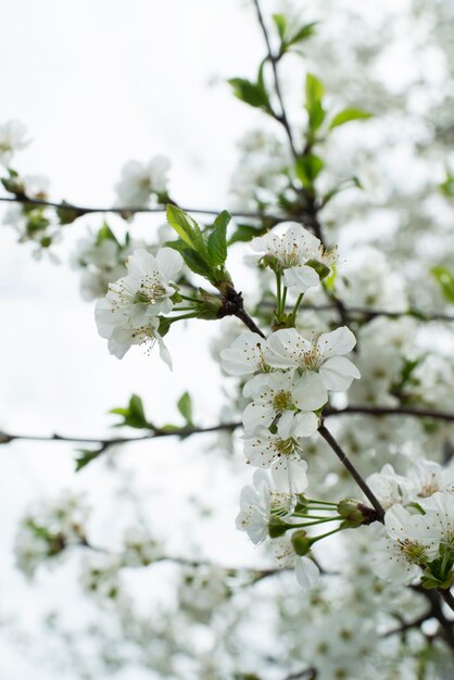 Apricot blossom flower in the sky