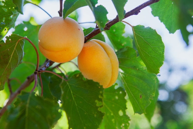 Free photo apricot fruit tree with leaves. side view.