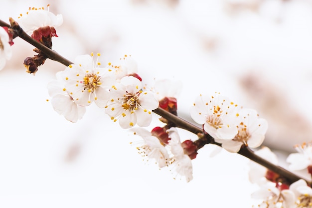 Apricot tree blooming with white flowers