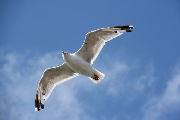 Free Photo aquatic bird