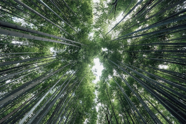 Arashiyama Bamboo Groves forest in Japan