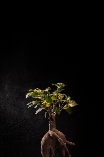 Arbor day celebration with dark background