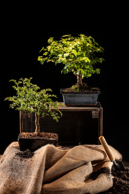 Arbor day celebration with potted trees on table