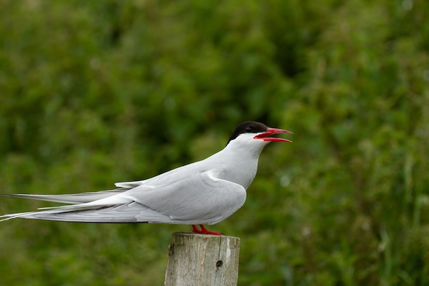 Arctic Tern (Sterna paradisaea) bird in Farne Islands, England