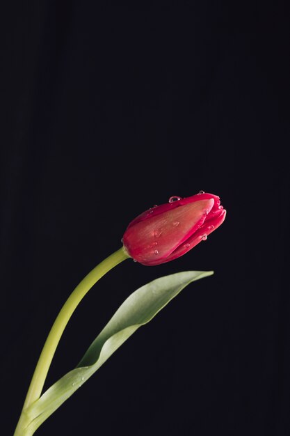 Aromatic red flower with green leaves in dew