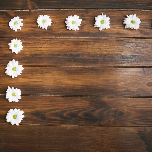 Arranged daisies in frame on wood