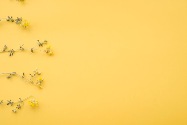 Arranged dried flower on yellow background