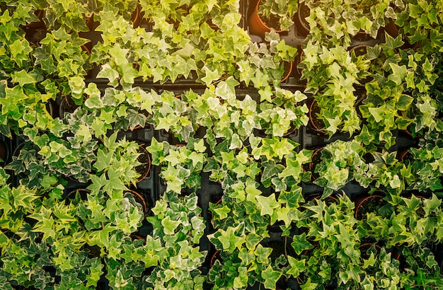 Arranged potted plant with green leaves