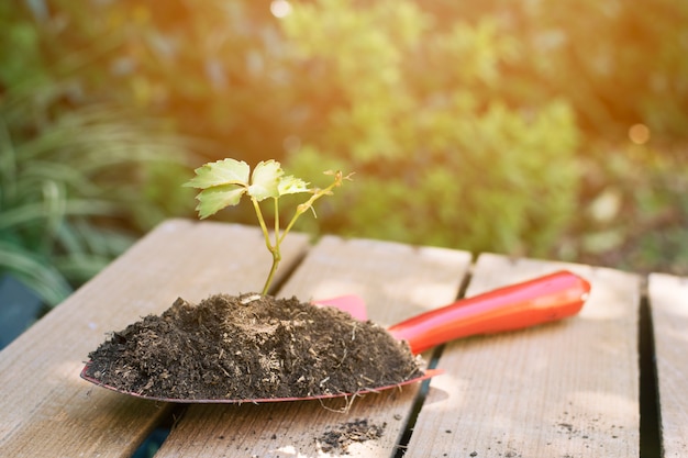 Arranged spade with soil and plant