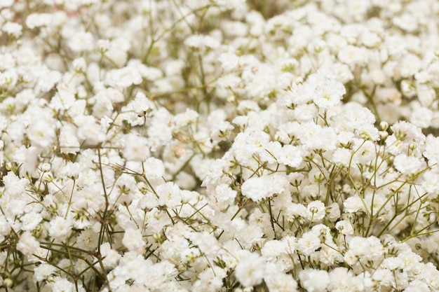 Arrangement of beautiful flowers background