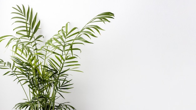 Free photo arrangement of green plant with copy space