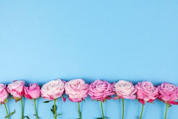 Arrangement of pink flowers over blue backdrop