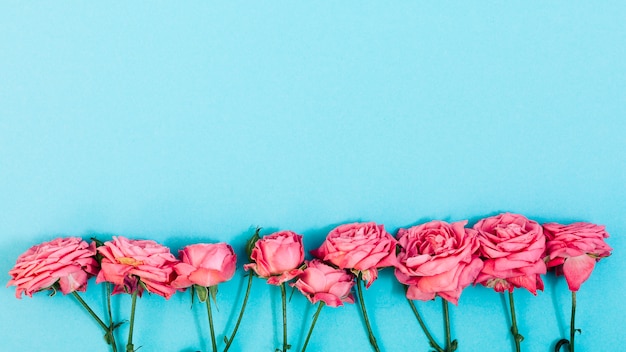 Free Photo arrangement of pink flowers in a row over turquoise backdrop