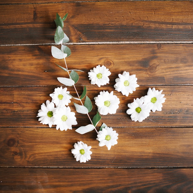 Free Photo arrangement of white delicate blossoms 