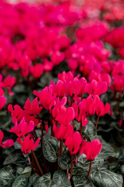 Free photo arrangement with beautiful red flowers