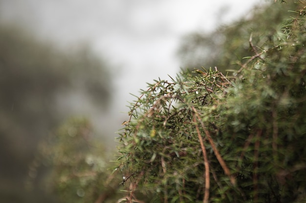 Arrangement with beautiful vegetation