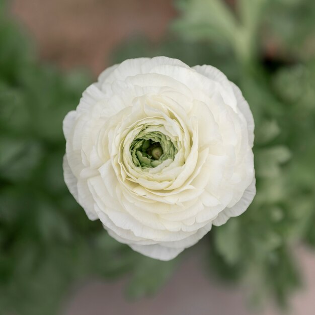 Arrangement with beautiful white flower