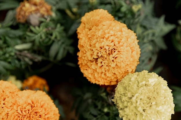 Free photo arrangement with beautiful yellow flowers