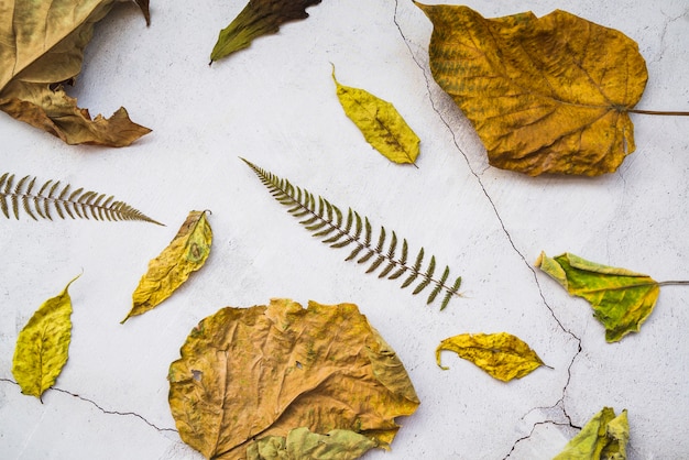 Free photo arrangement with dried yellow and brown leaves