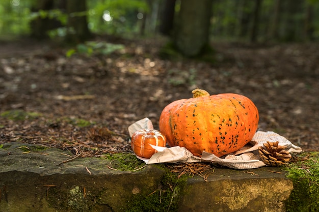 Free Photo arrangement with pumpkin and pine cone in the forest