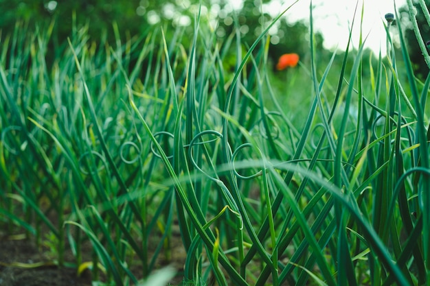 arrows of garlic