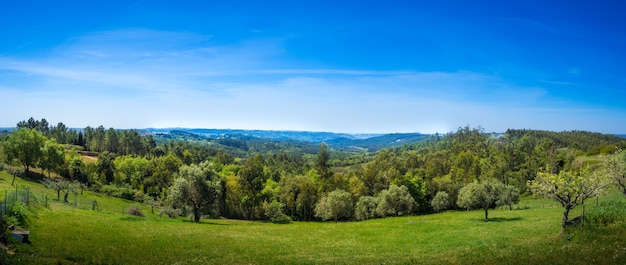 art rural landscape. field and grass. summer time in country side