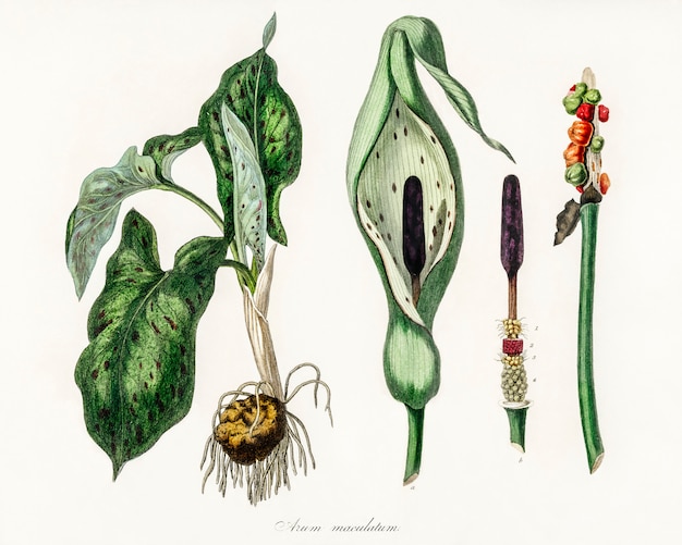 Free Photo arum maculatum illustration from medical botany (1836)