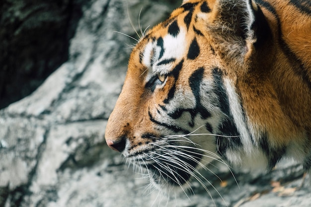 asia tiger closeup face