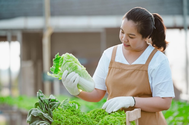 Asian farmer woman showing quality vegetable in organic vegetable hydroponic farm. Plantation concept.