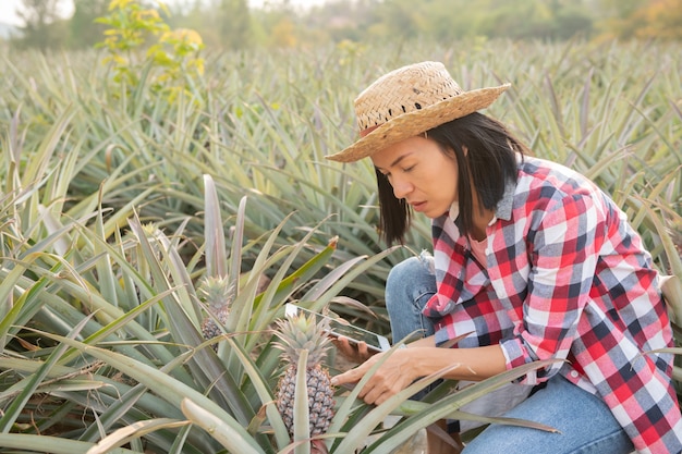 Asian female farmer see growth of pineapple in farm. agricultural Industry, agriculture business concept.