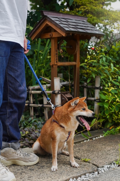 Free photo asian man with his shiba inu dog outdoors