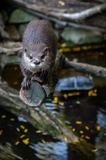 Free Photo asian smallclawed otter in the nature habitat otter in zoo during the lunch time wild scene with captive animal amazing and playful animals aonyx cinereus