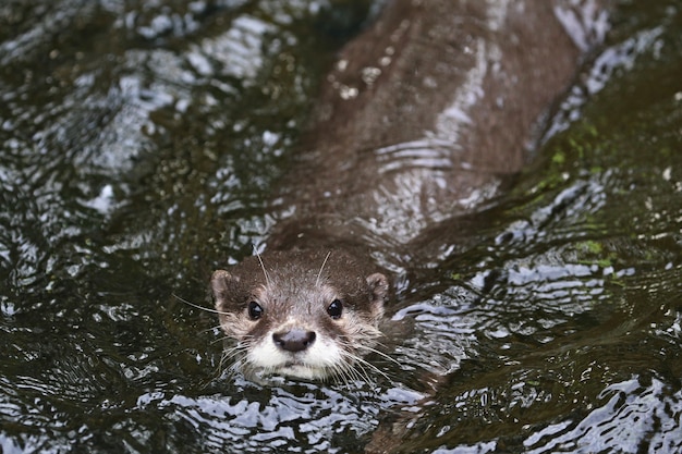 Free photo asian smallclawed otter in the nature habitat