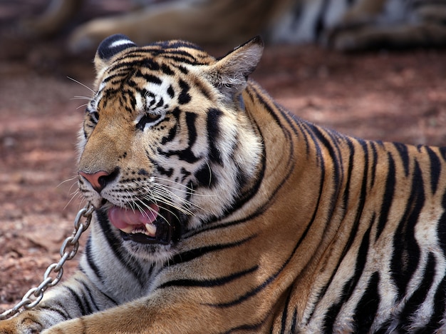 Asian tiger close up