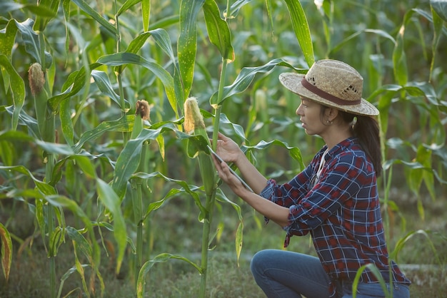 Free photo asian woman farmer with digital tablet in corn field, beautiful morning sunrise over the corn field. green corn field in agricultural garden and light shines sunset in the evening mountain background