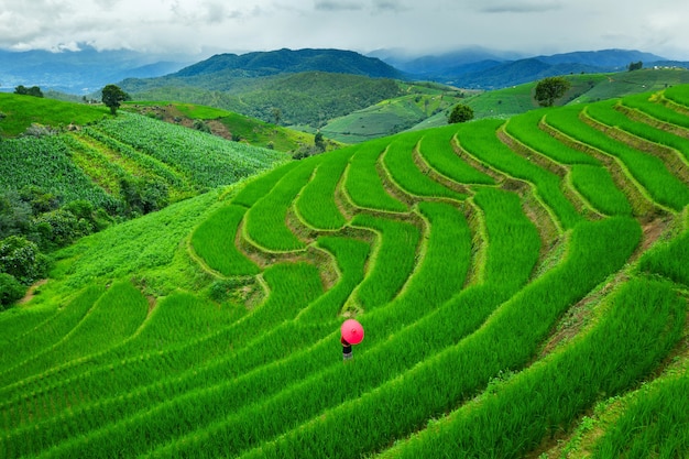 Asian woman wearing thai culture traditional at rice terrace of Ban pa bong piang in Chiang mai, Thailand