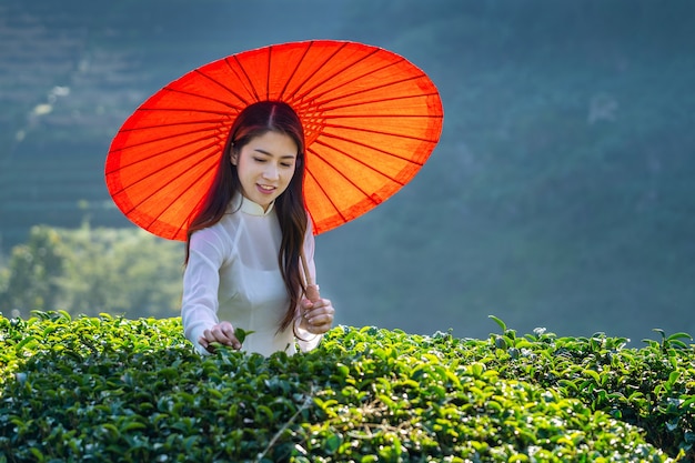 Asian woman wearing Vietnam culture traditional in green tea field.