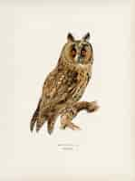 Free photo asio otus owl illustrated by the von wright brothers.