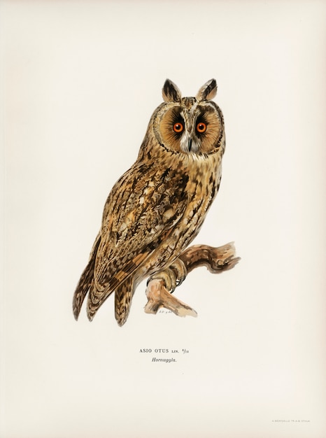 Free Photo asio otus owl illustrated by the von wright brothers. 