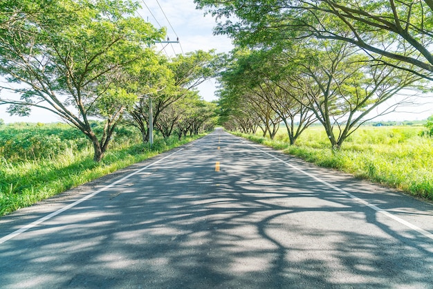 asphalt road in forest