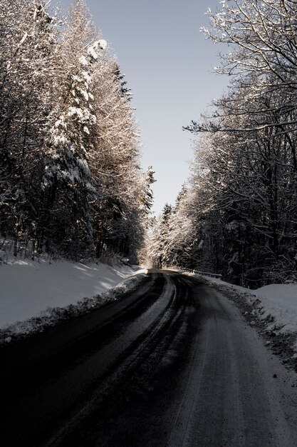 Asphalt road in winter woods