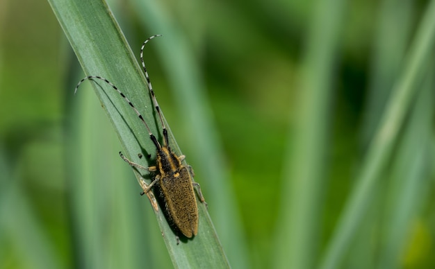 Asphodel Long Horned Beetle, Agapanthia asphodeli, resting on a leaf.