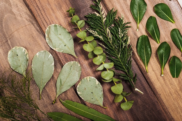 Free photo assorted plant leaves lying on tabletop