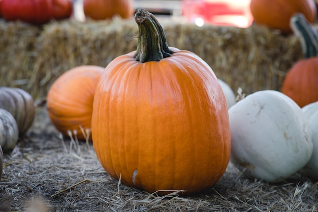 Assorted pumpkins near hays