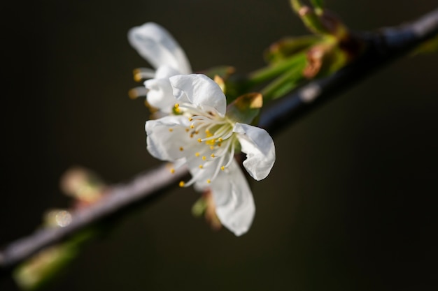 Assortment of beautiful blurred flowers in nature