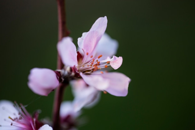 Free photo assortment of beautiful blurred flowers in nature