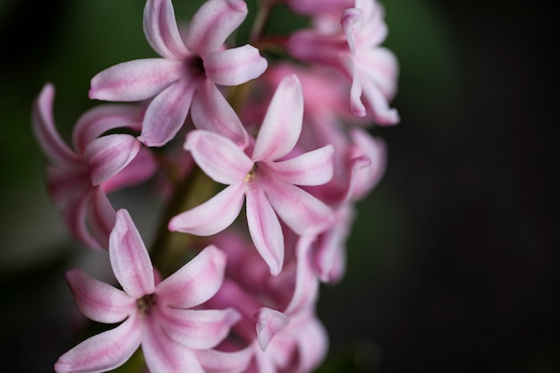 Free photo assortment of beautiful blurred flowers in nature